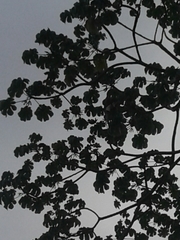Cecropia peltata
