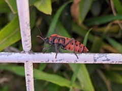 Spilostethus pandurus