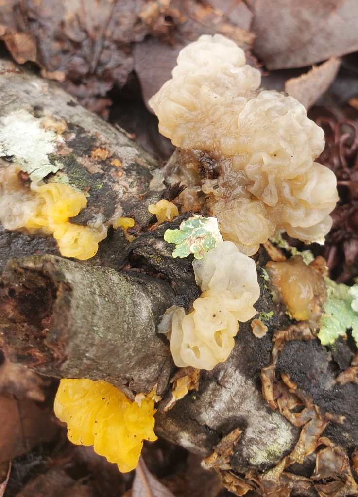 Protohydnum album · March 2026 · photo: © hr_dragonfly (iNaturalist, cc-by-nc)