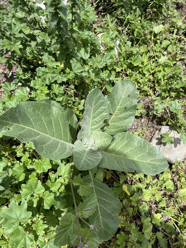 Nicotiana rustica, photograph 4