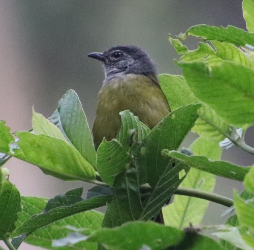iNaturalist image