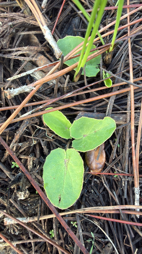 American Coinwort (Centella erecta)
