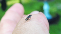 Agrilus dozieri