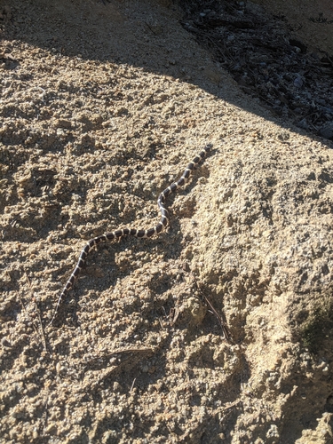California King Snake