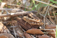 Dociostaurus maroccanus