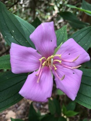 Melastoma septemnervium