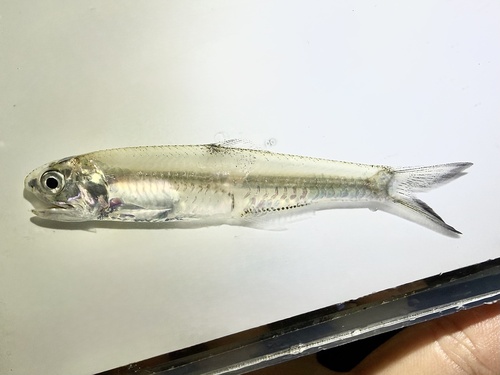 Hardenberg anchovy (Stolephorus insularis) — Engraulidae — 3