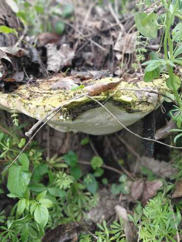 Rigidoporus ulmarius observed 2026-03-08