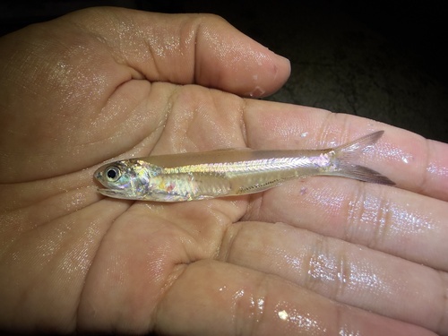 Hardenberg anchovy (Stolephorus insularis) — Engraulidae