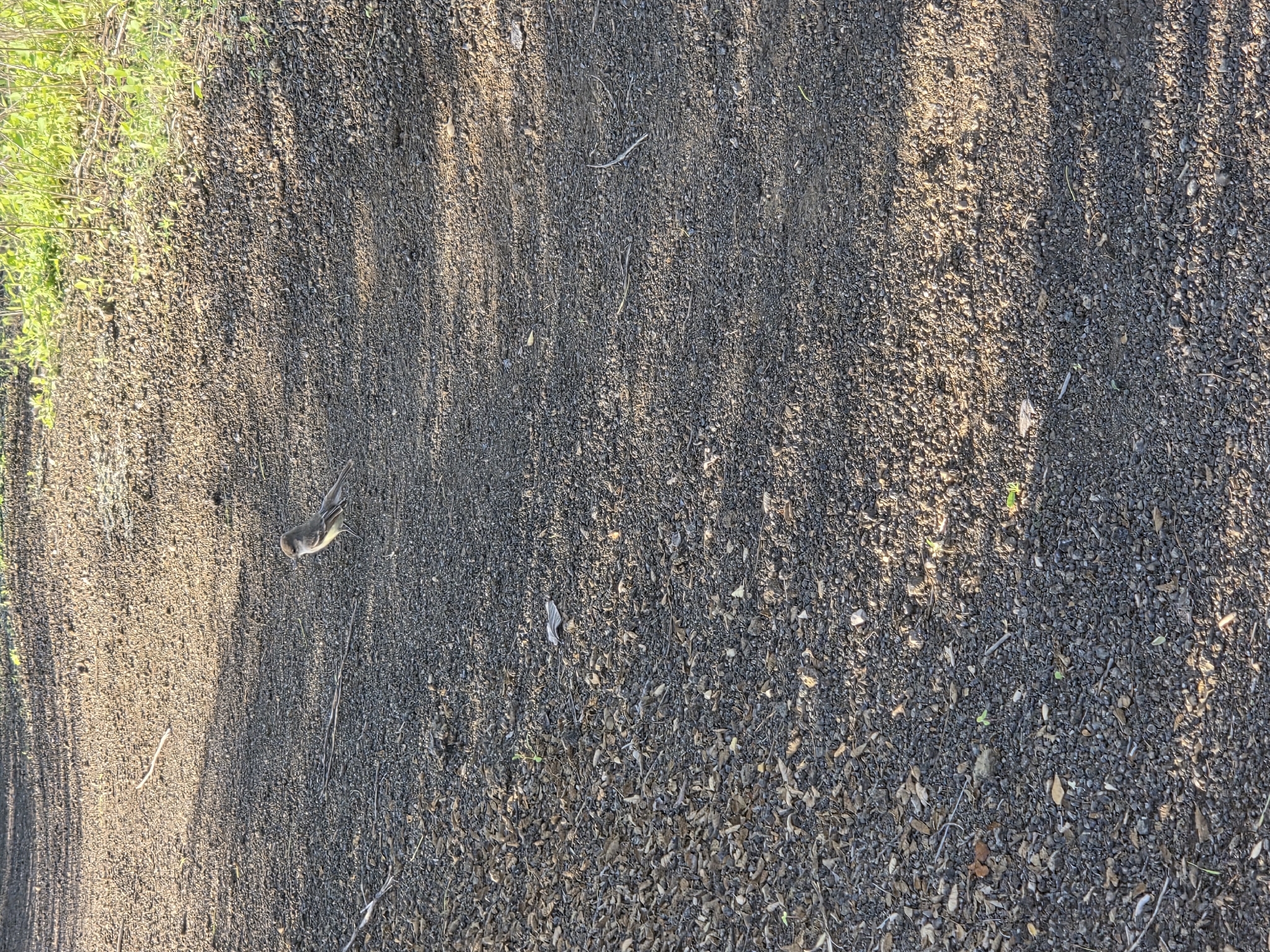 Galapagos Flycatcher (Myiarchus magnirostris), photo 1
