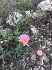 Xanthisma gymnocephalum