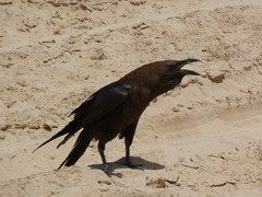 Corvus ruficollis