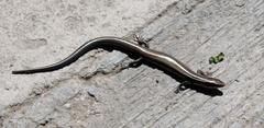 Plestiodon brevirostris