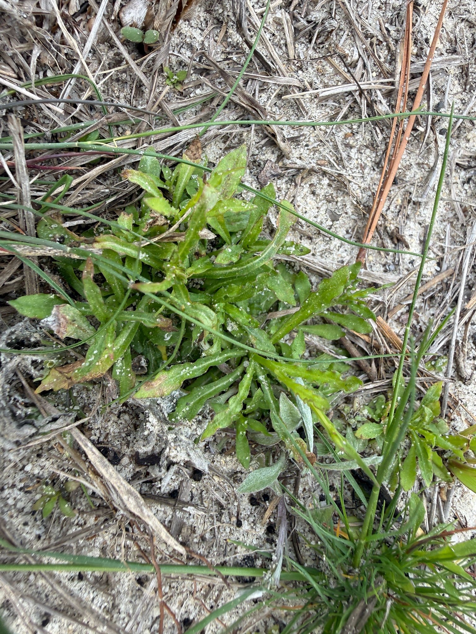 Wahlenbergia marginata