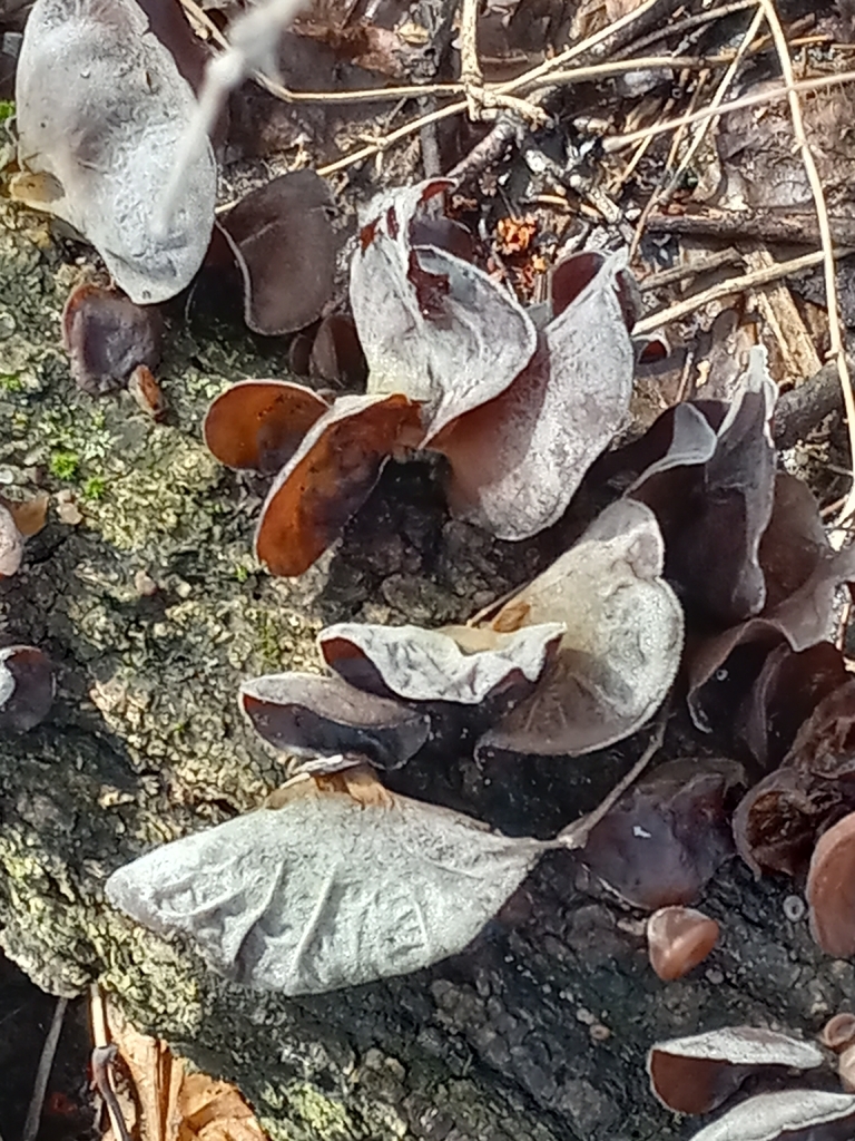 Auricularia · March 2026 · photo: © s3alampr3y (iNaturalist, cc-by)