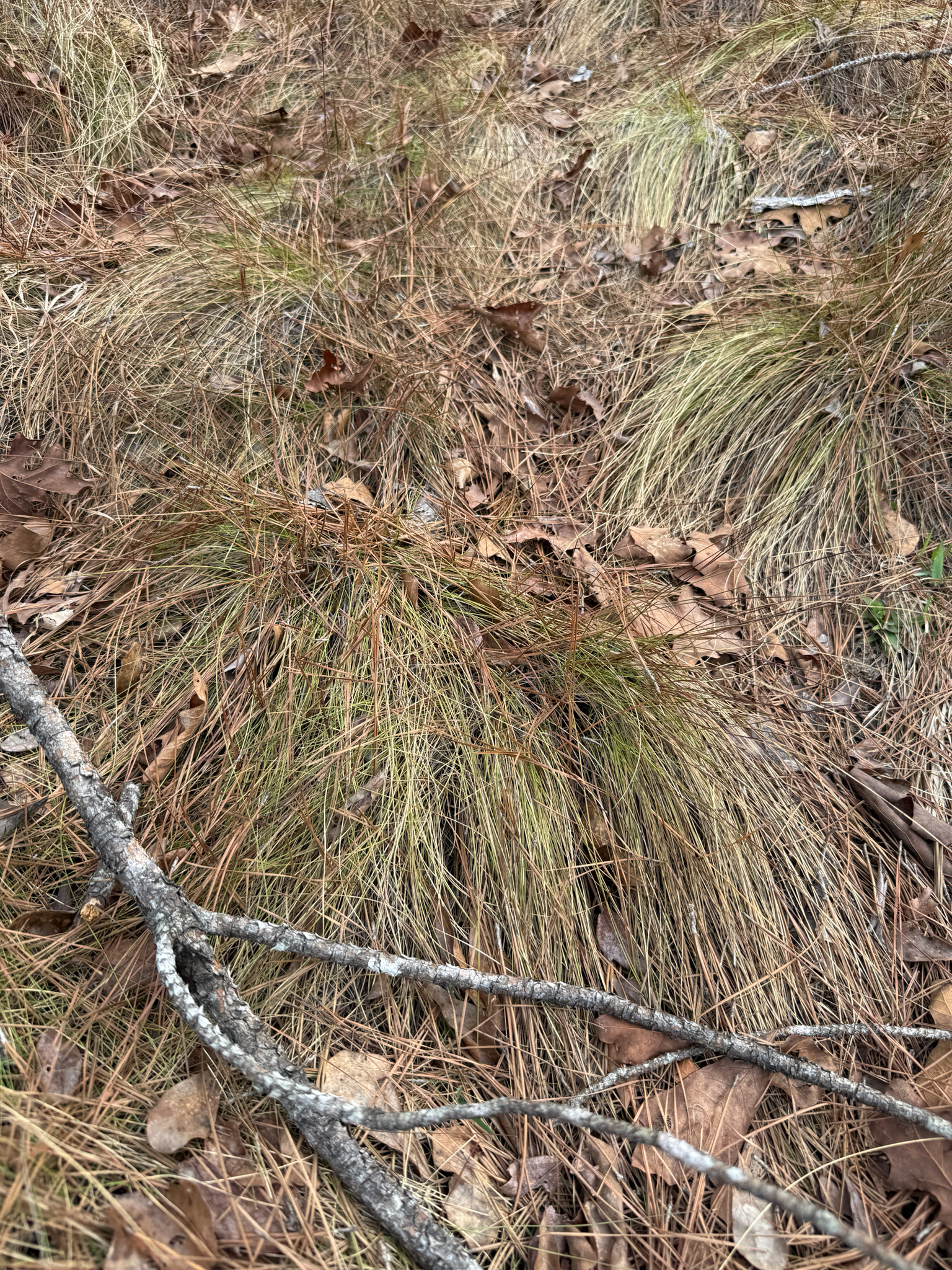Southern Wiregrass (Aristida beyrichiana)