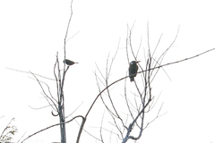 Galbalcyrhynchus leucotis