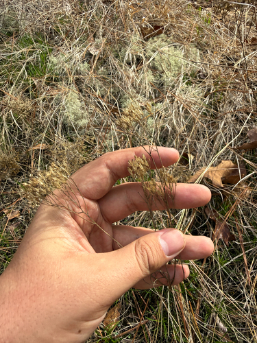 Nuttall's Rayless Goldenrod (Bigelowia nuttallii)