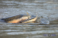 Catostomus catostomus