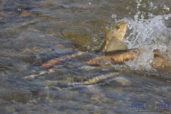 Catostomus catostomus