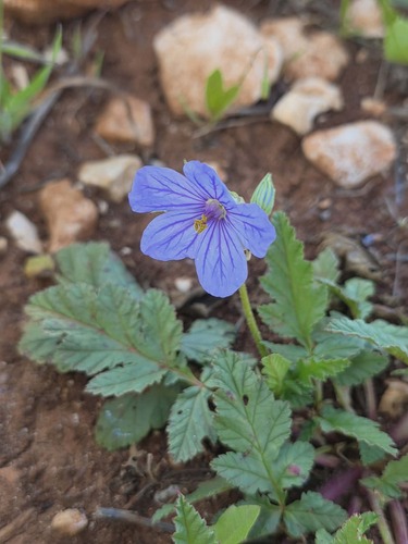 Long-beaked Stork's-bill
