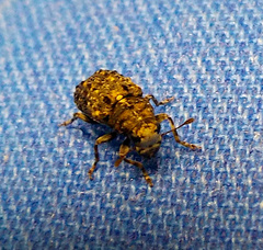 Dissoleucas niveirostris