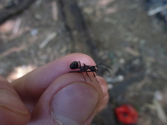 Polyrhachis bihamata