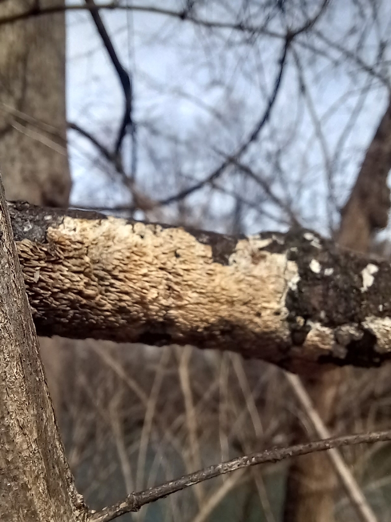 Irpex · March 2026 · photo: © s3alampr3y (iNaturalist, cc-by)