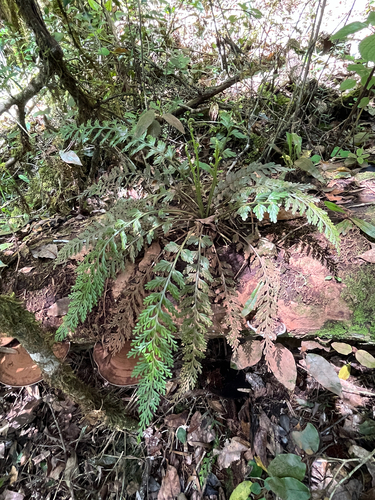 Carrot Fern (Asplenium theciferum)
