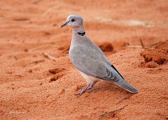 Streptopelia capicola somalica