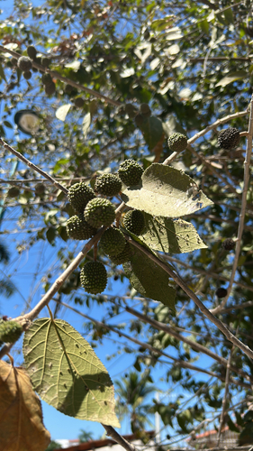 Guázima (Guazuma ulmifolia)
