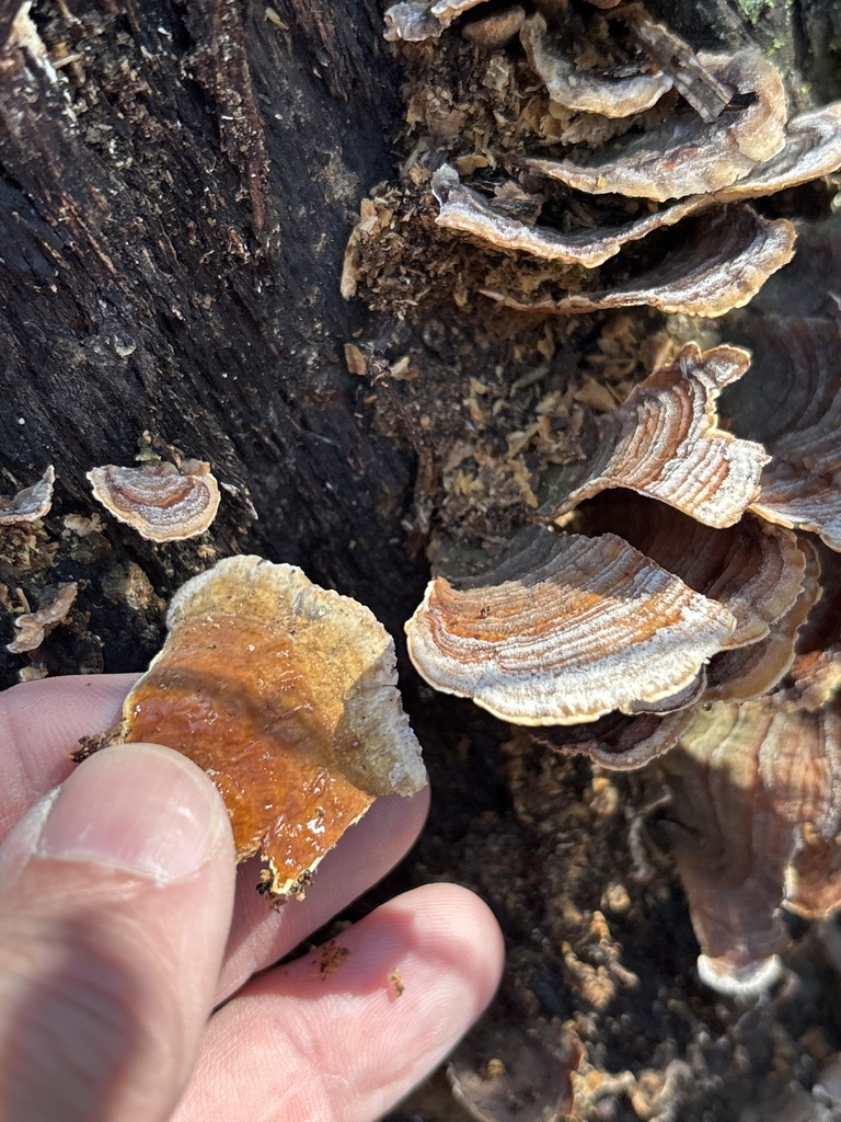 Stereum fasciatum · March 2026 · photo: © sambiology (iNaturalist, cc-by)