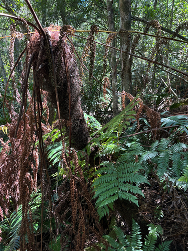 Forest Tree Fern (Cyathea capensis)