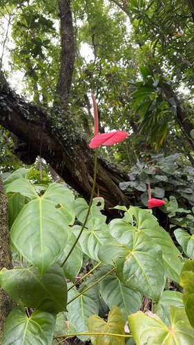 painter's-palette (Anthurium andraeanum)