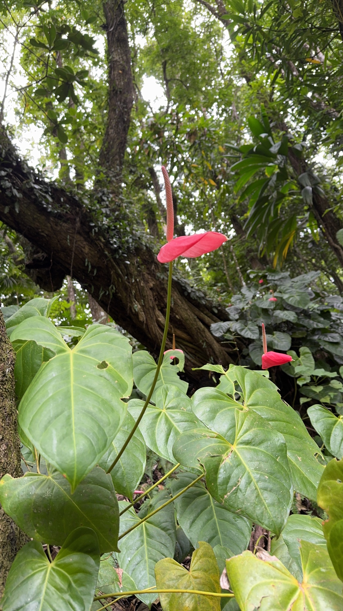 Painter's-Palette (Anthurium andraeanum)