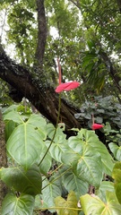 L'Anthurium (Anthurium andraeanum)