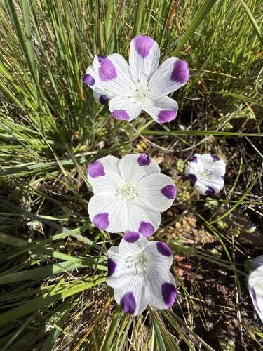 fivespot (Nemophila maculata)