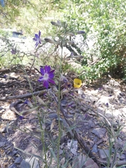 Malesherbia linearifolia