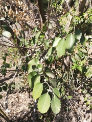 Azara petiolaris