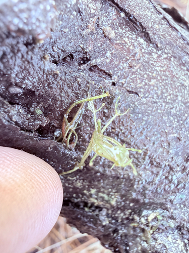 Purple Bladderwort (Utricularia purpurea)