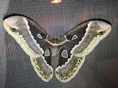 Rothschildia maurus