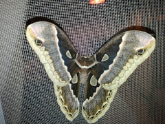 Rothschildia maurus
