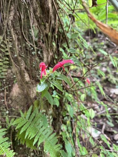 Columnea scandens, photograph 4