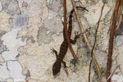 Gonatodes concinnatus