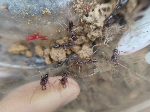 Odontomachus monticola