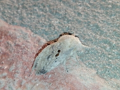 Tolype bipunctata