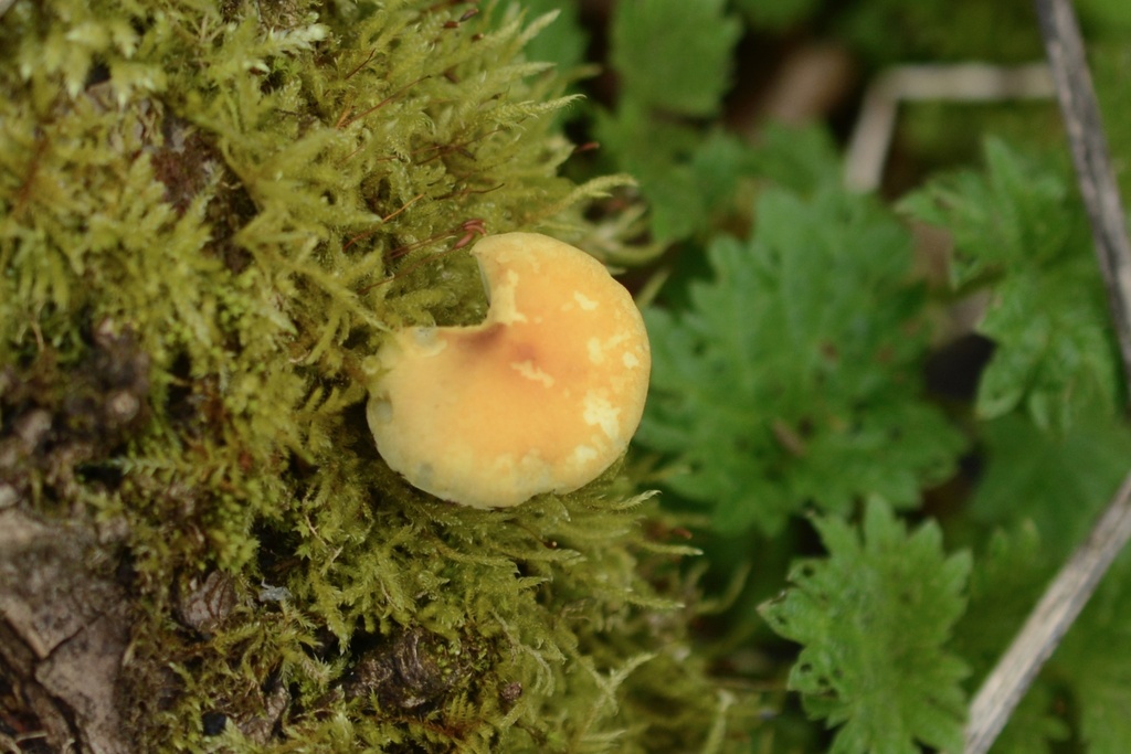 Hypholoma fasciculare · March 2026 · photo: © cryptomarasmius (iNaturalist, cc-by)