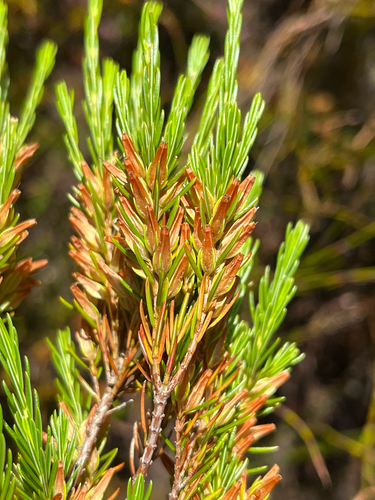 Sepal Heath (Erica nabea)