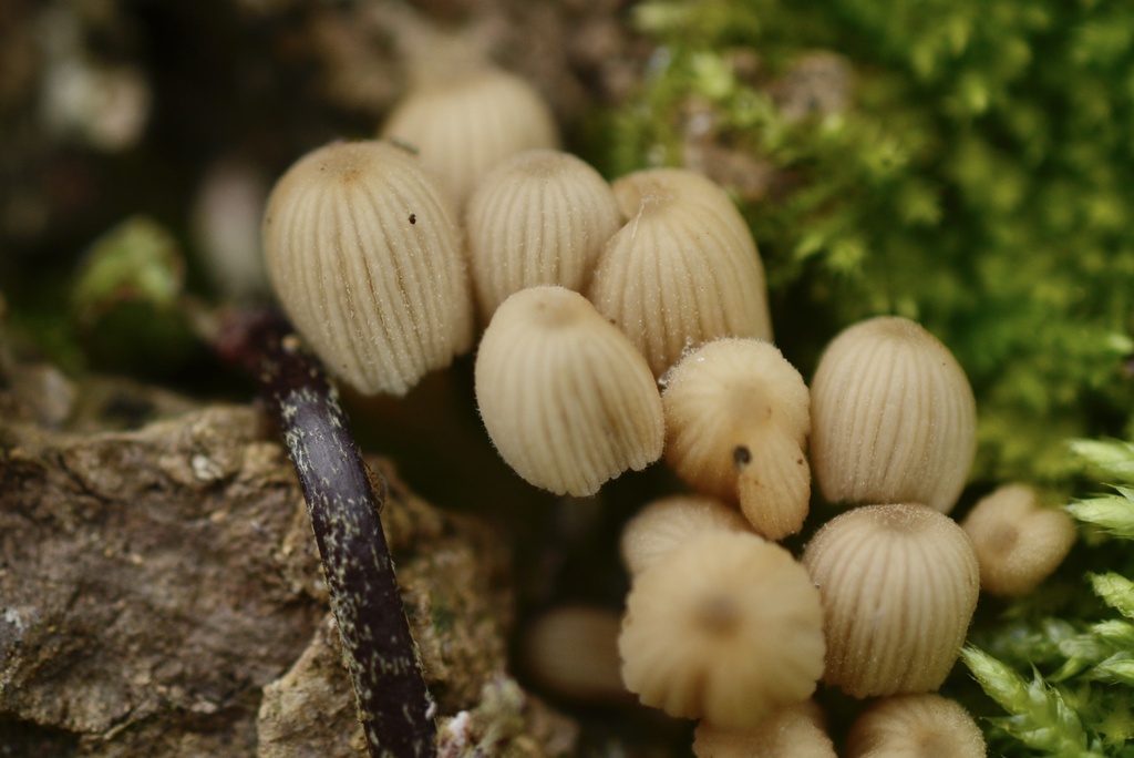 Coprinellus disseminatus · March 2026 · photo: © cryptomarasmius (iNaturalist, cc-by)
