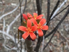 Jatropha nudicaulis